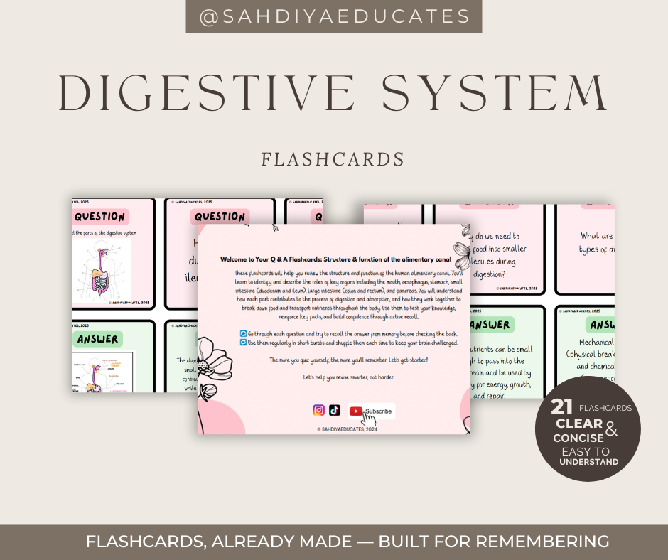 Digital file: Flashcards: IGCSE/GCSE Alimentary canal/ Digestive sytem