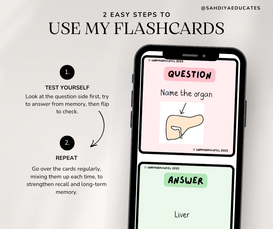 Digital file- Flashcards Y7/8 - Digestive system